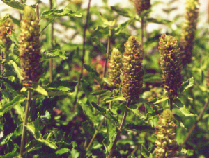 Teucrium arduini